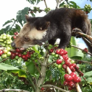 Kopi Luwak Reserve: Civet Cat Coffee Chocolate Bar - Image 4